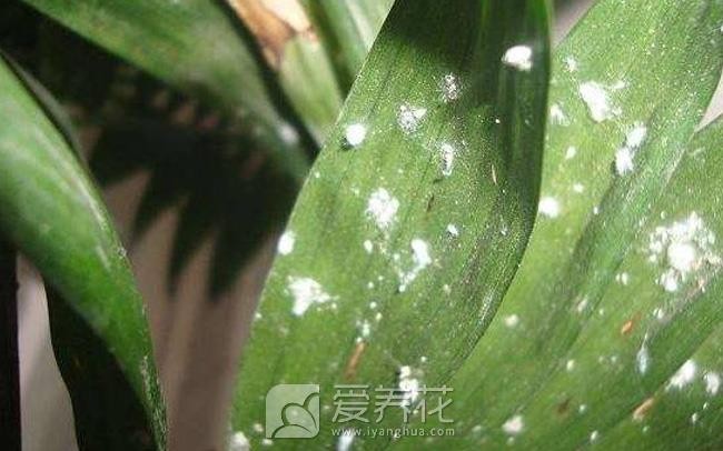 花卉圖片