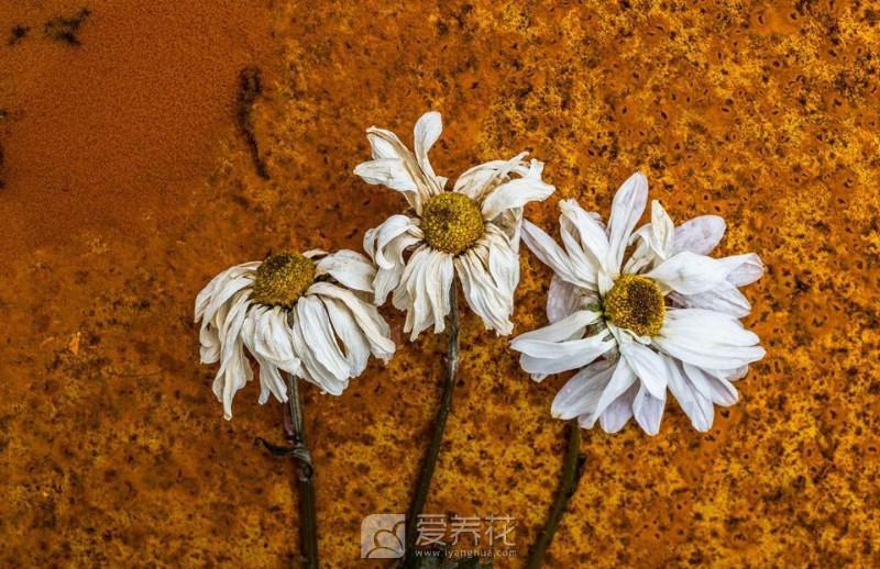 花卉圖片