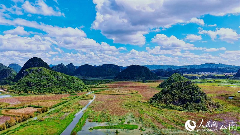文山丘北普者黑景區(qū)風(fēng)景如畫。張偉鵬攝