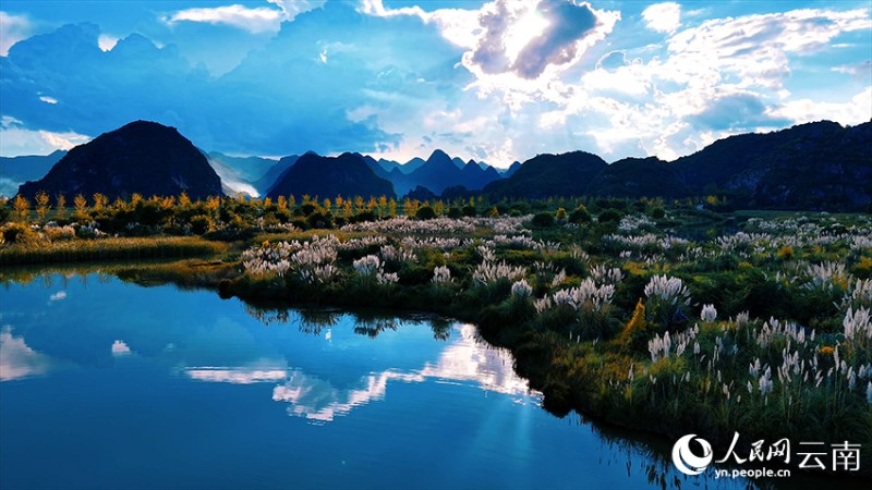 文山丘北普者黑景區(qū)風(fēng)景如畫(huà)。張偉鵬攝