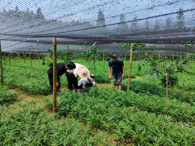 筇竹苗病蟲害調(diào)查