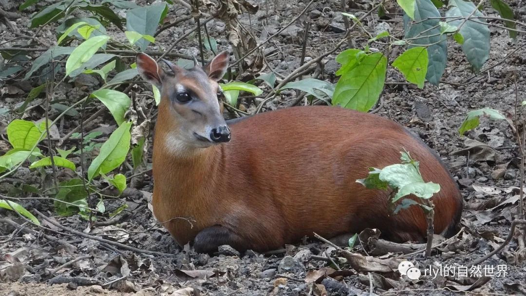 今日--黑背麂羚(bay duiker)