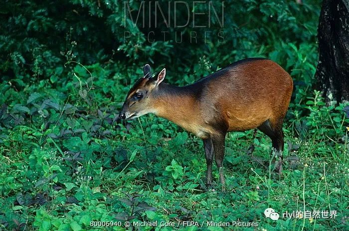 今日--黑背麂羚(bay duiker)