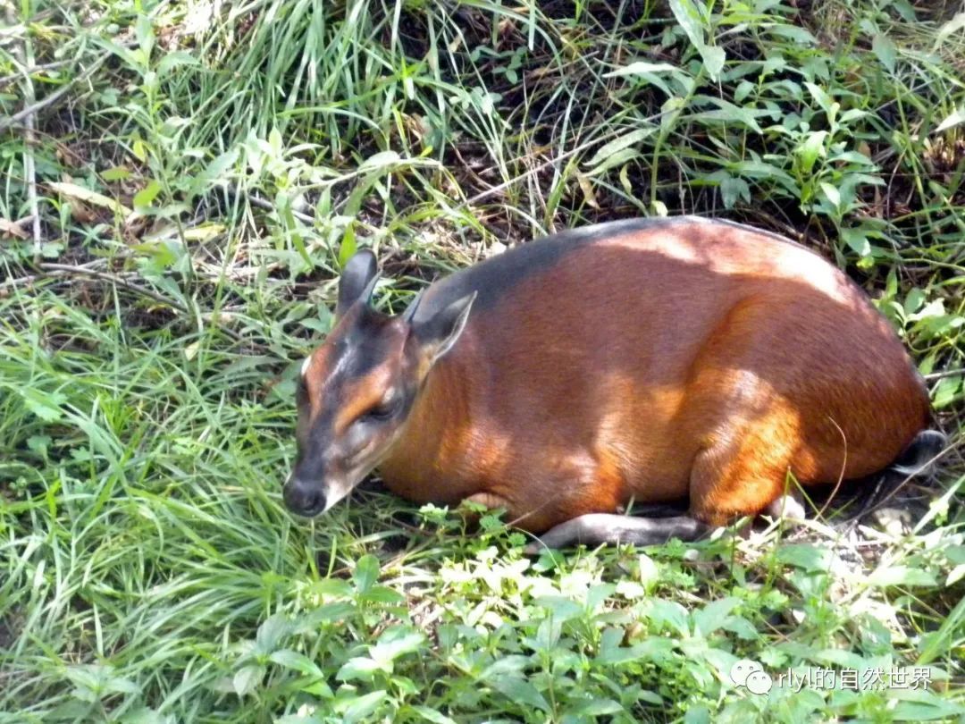 今日--黑背麂羚(bay duiker)