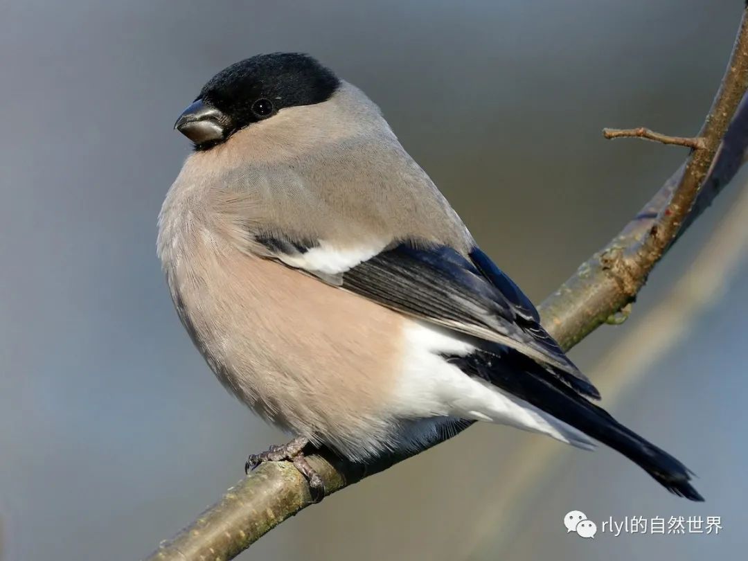 今日-红腹灰雀(eurasian bullfinch)