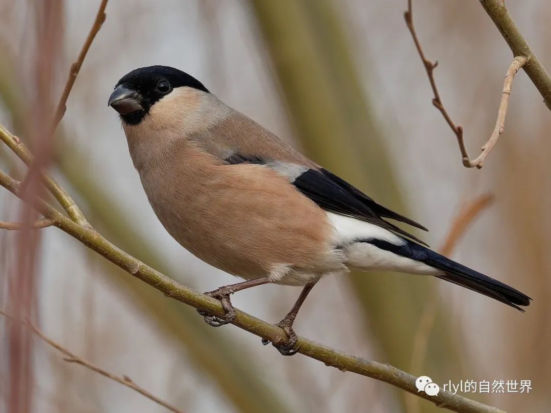 今日红腹灰雀eurasianbullfinch