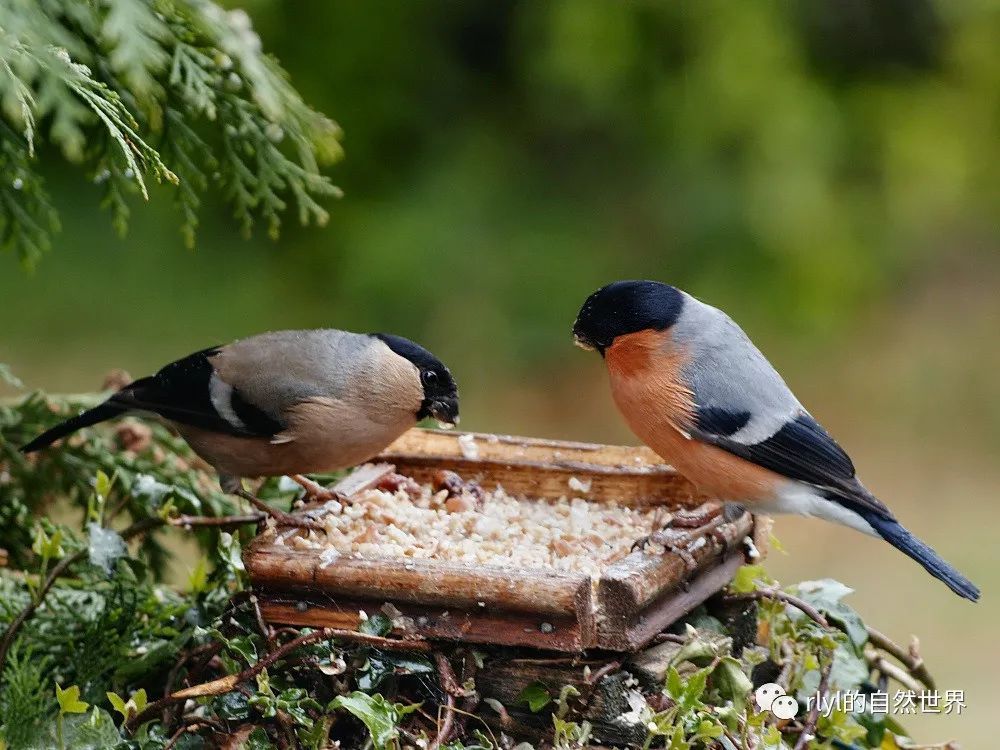 今日红腹灰雀eurasianbullfinch