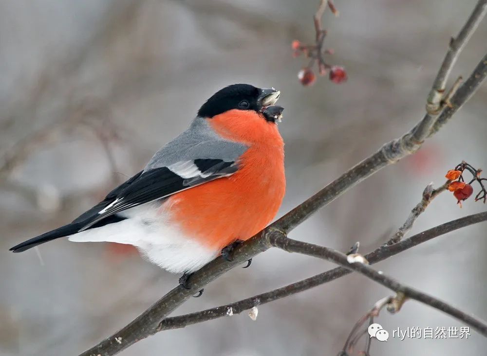 今日红腹灰雀eurasianbullfinch