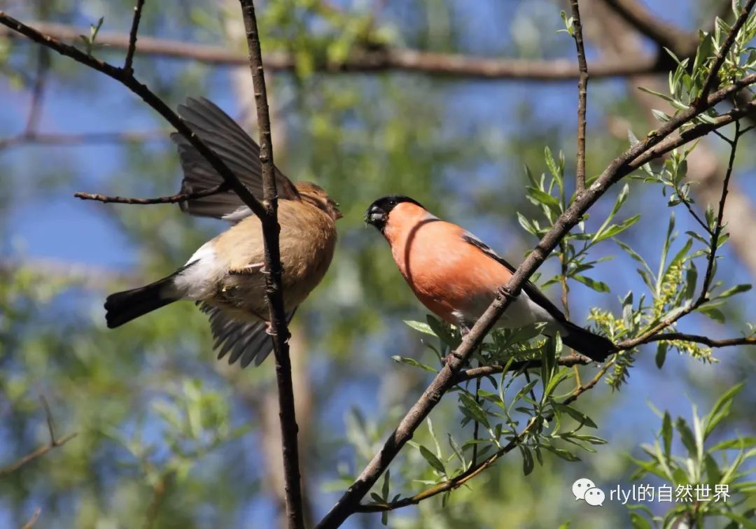 今日红腹灰雀eurasianbullfinch