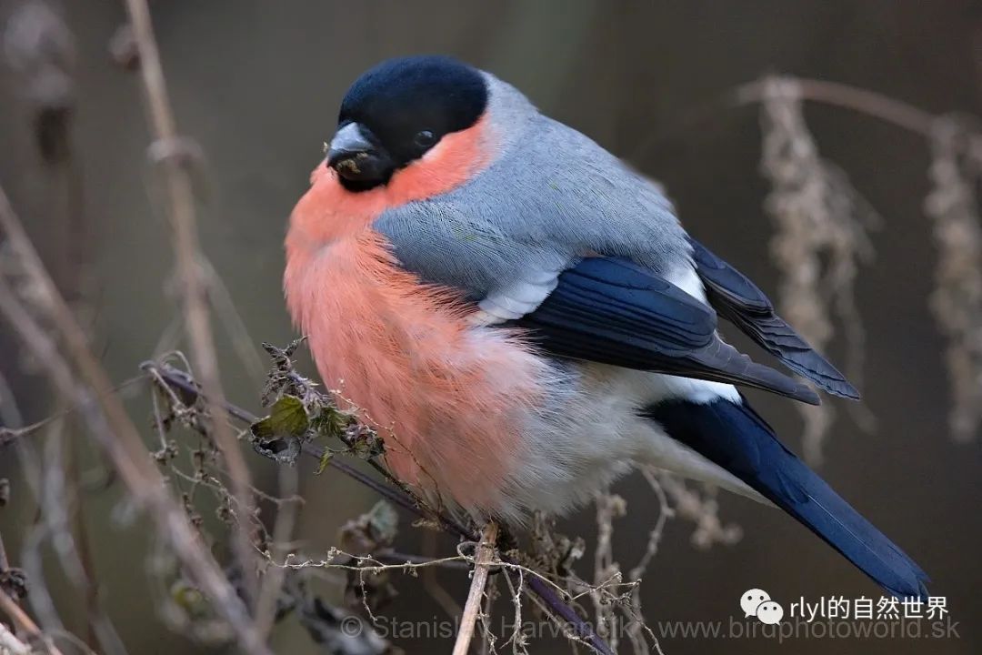 今日红腹灰雀eurasianbullfinch