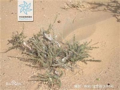 中国最年轻 最湿润的沙漠