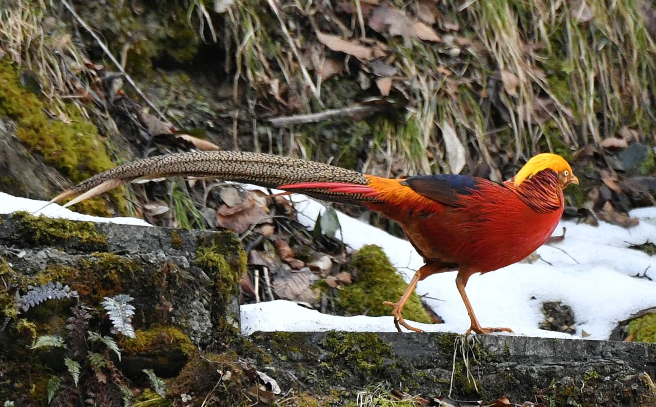 红腹锦鸡(玄鹤停20220305)13