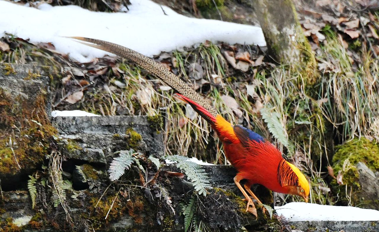红腹锦鸡(玄鹤停20220305)11