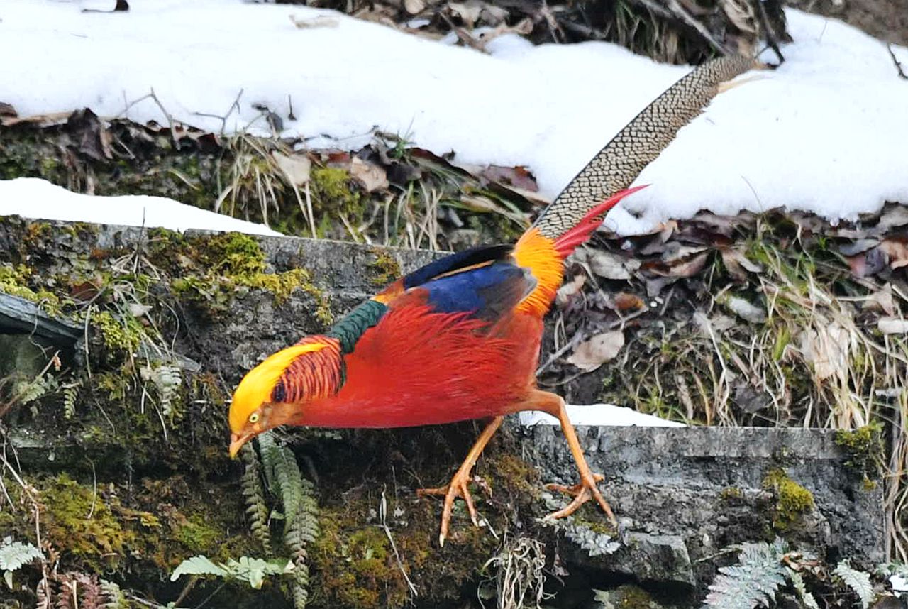 红腹锦鸡(玄鹤停20220305)8