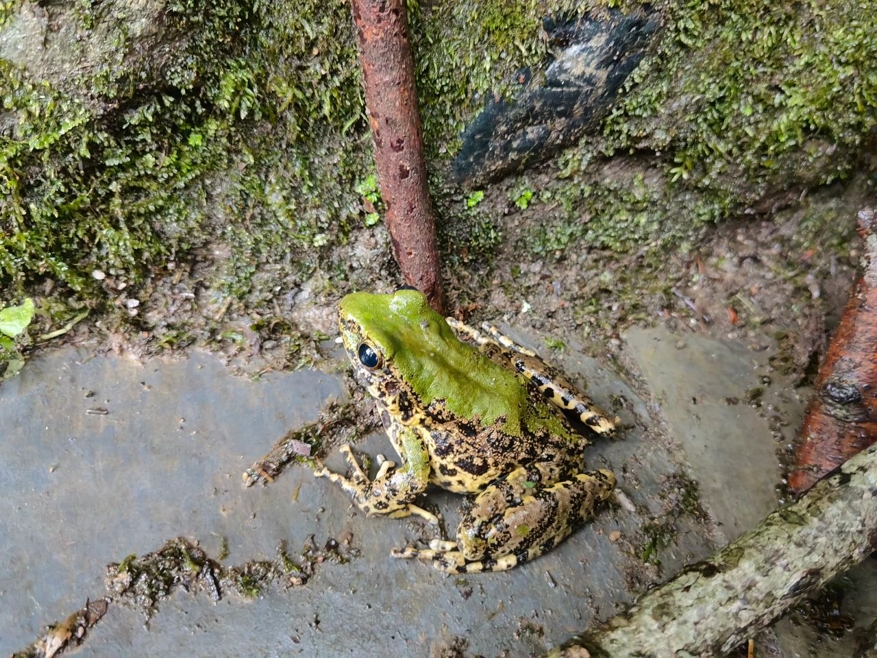 绿臭蛙（毛香坝） (2)