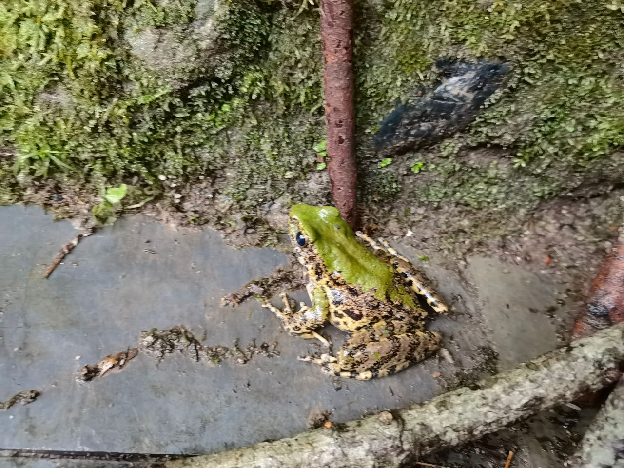 绿臭蛙（毛香坝） (1)