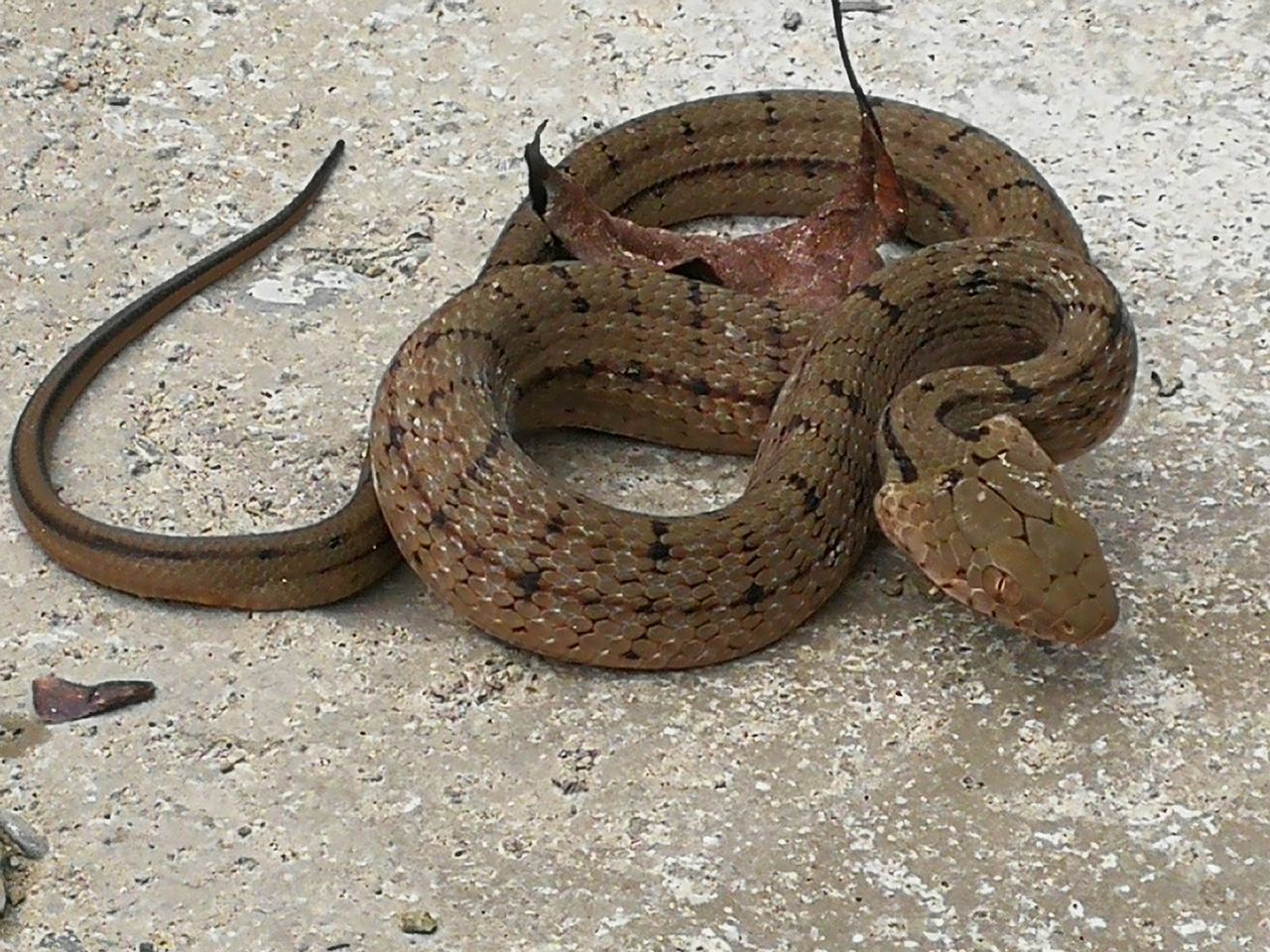 棕黑锦蛇：日月峡国家森林公园 - 阿酷E-file