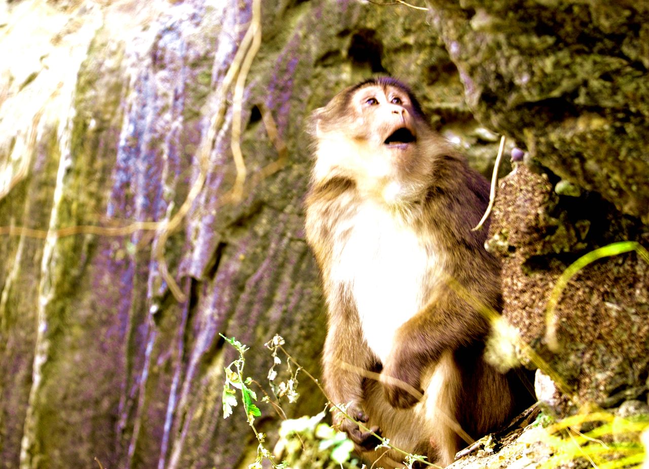 蔵酋猴（白果坪20161229）