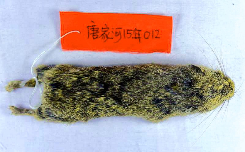 扁颅鼠兔模式标本（唐家河）