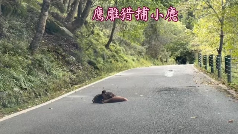 视频预览图