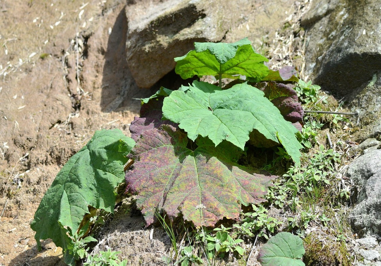 掌叶大黄 Rheum palmatum（20180929）