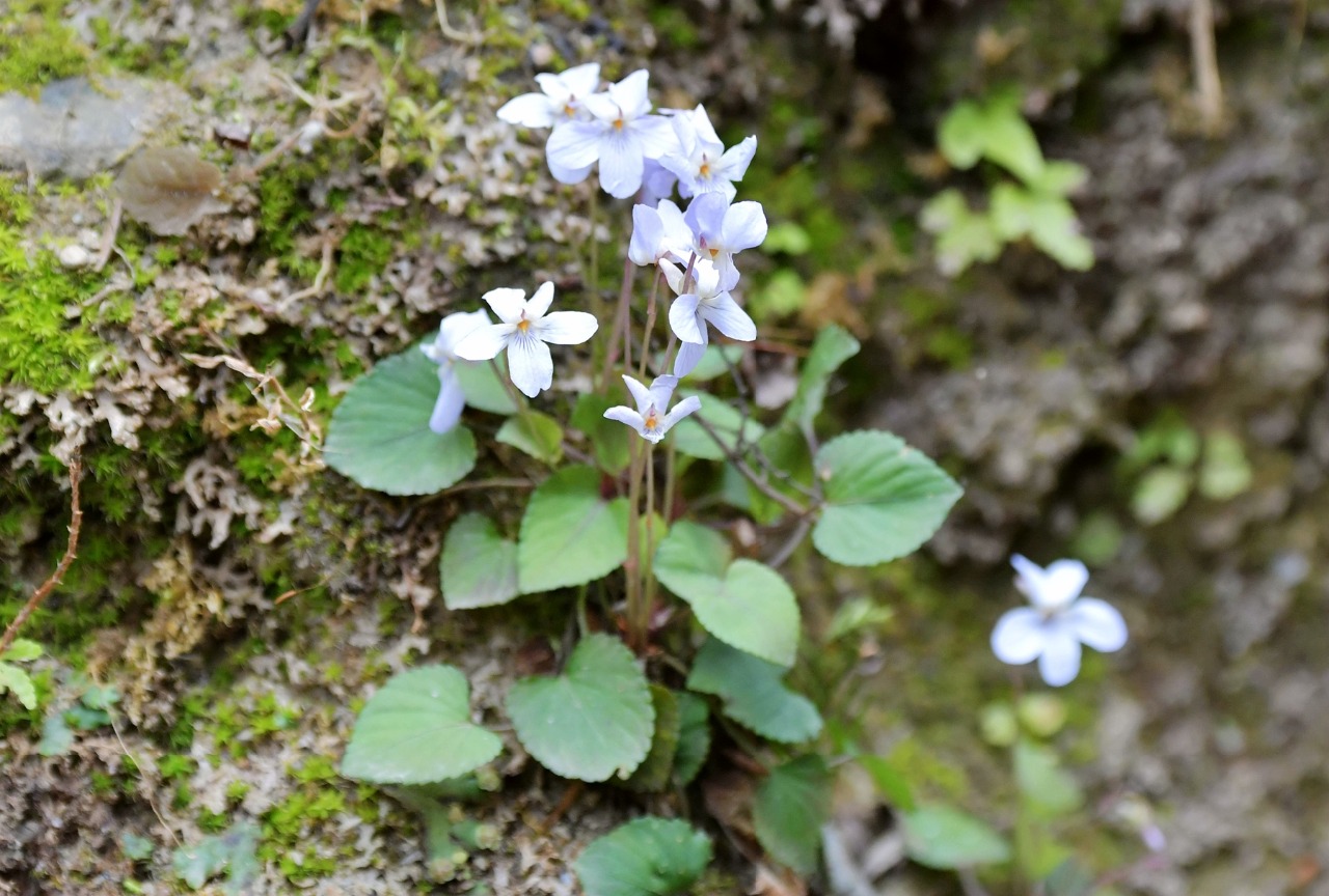 四川唐家河保护区紫花堇菜