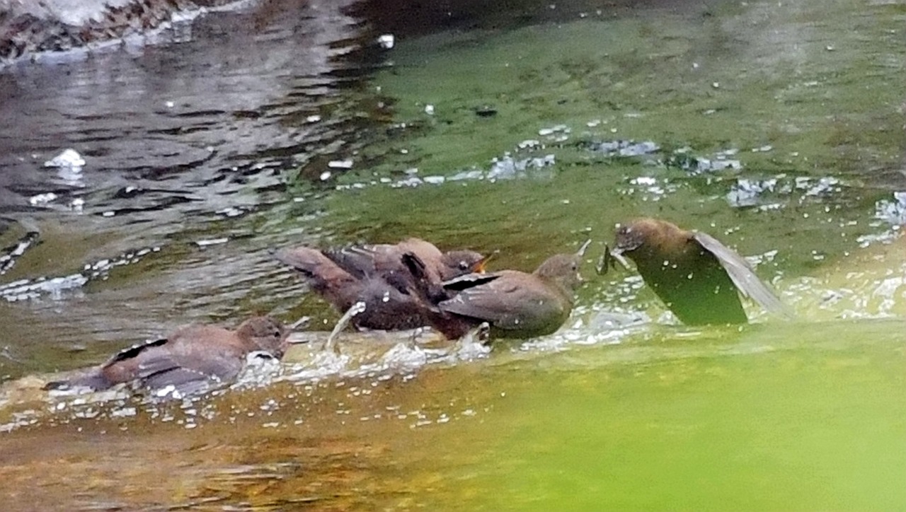 褐河乌喂幼鸟2