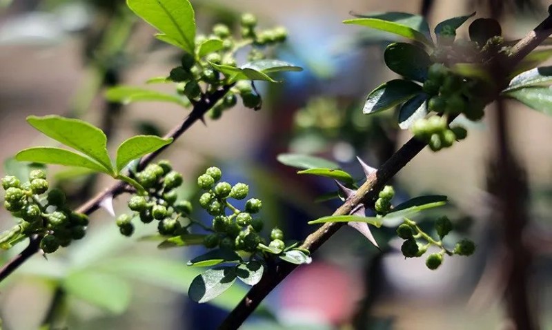 巧家縣紅石巖村包谷垴鄉(xiāng)，花椒掛滿枝頭。人民網(wǎng)記者 徐前攝