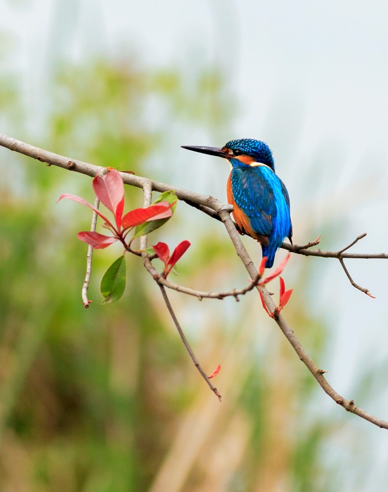 襄阳汉江湿地鸟类——普通翠鸟