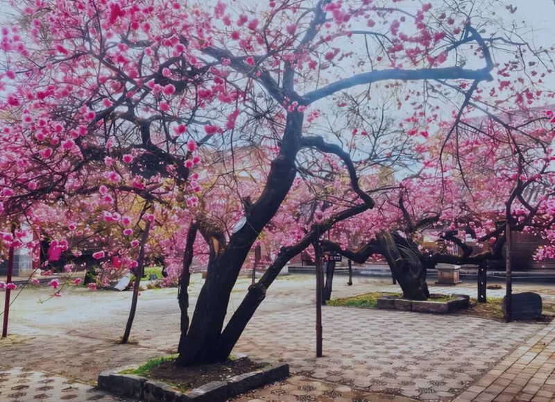 圖片