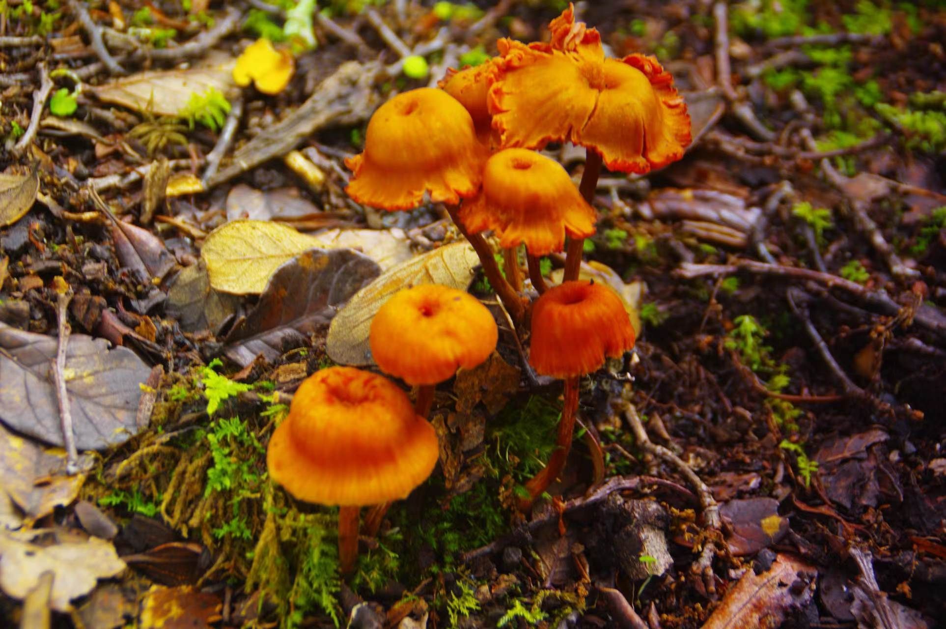 红蜡蘑-车八岭大型真菌图-图片