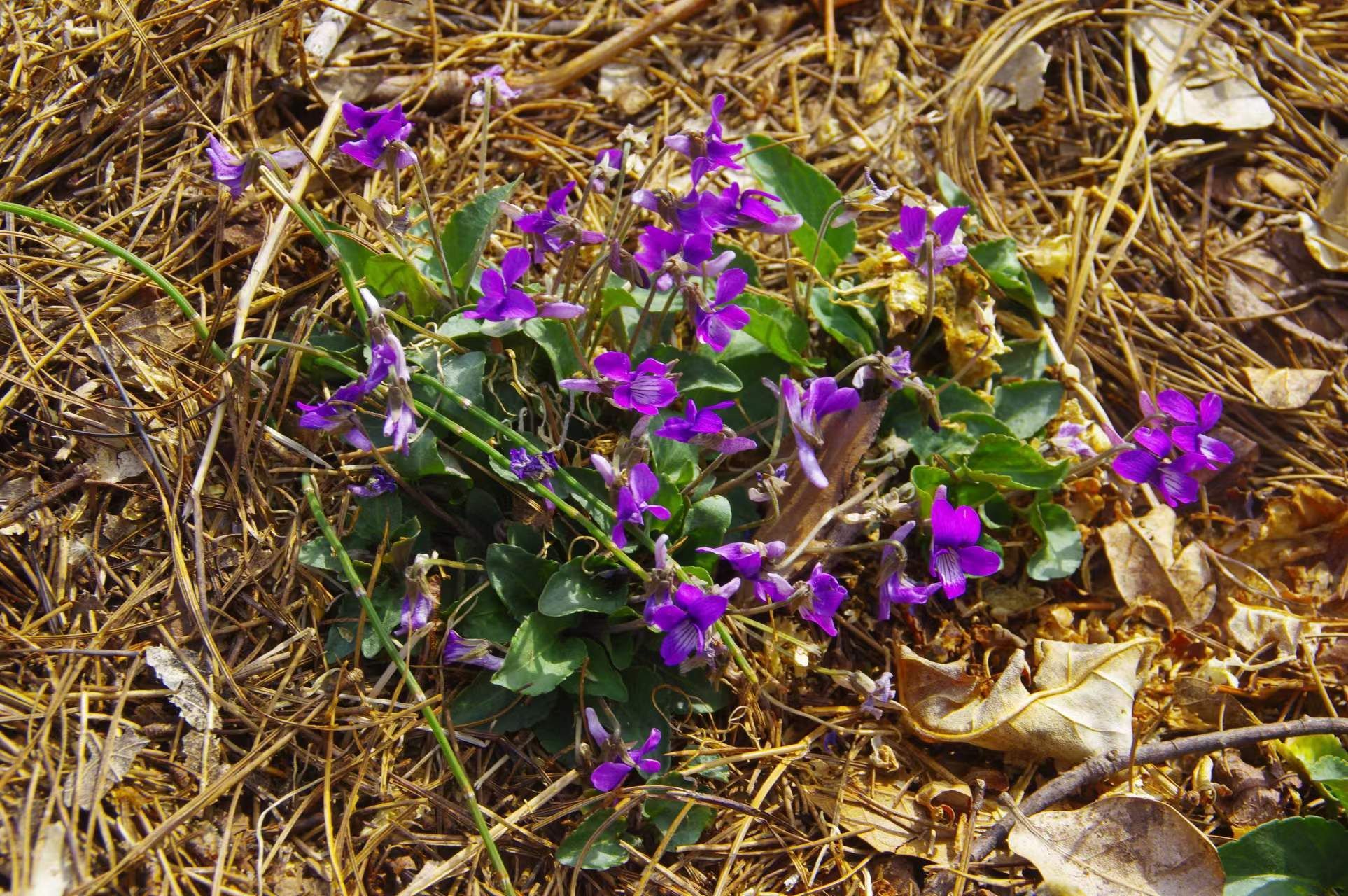 紫花地丁图片_紫花地丁的花朵图片大全 - 花卉网
