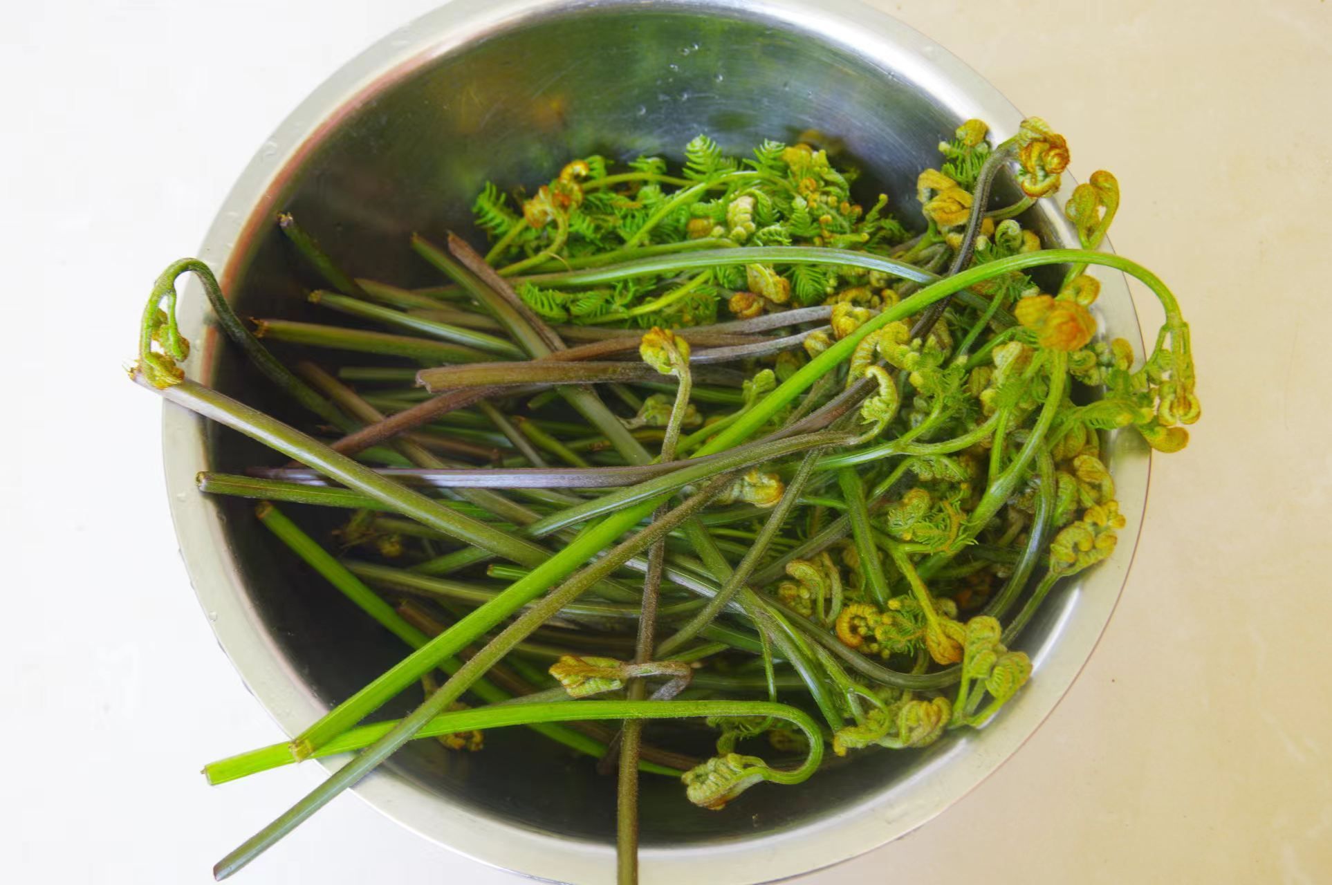 蕨菜蕨类植物高清图片-千叶网