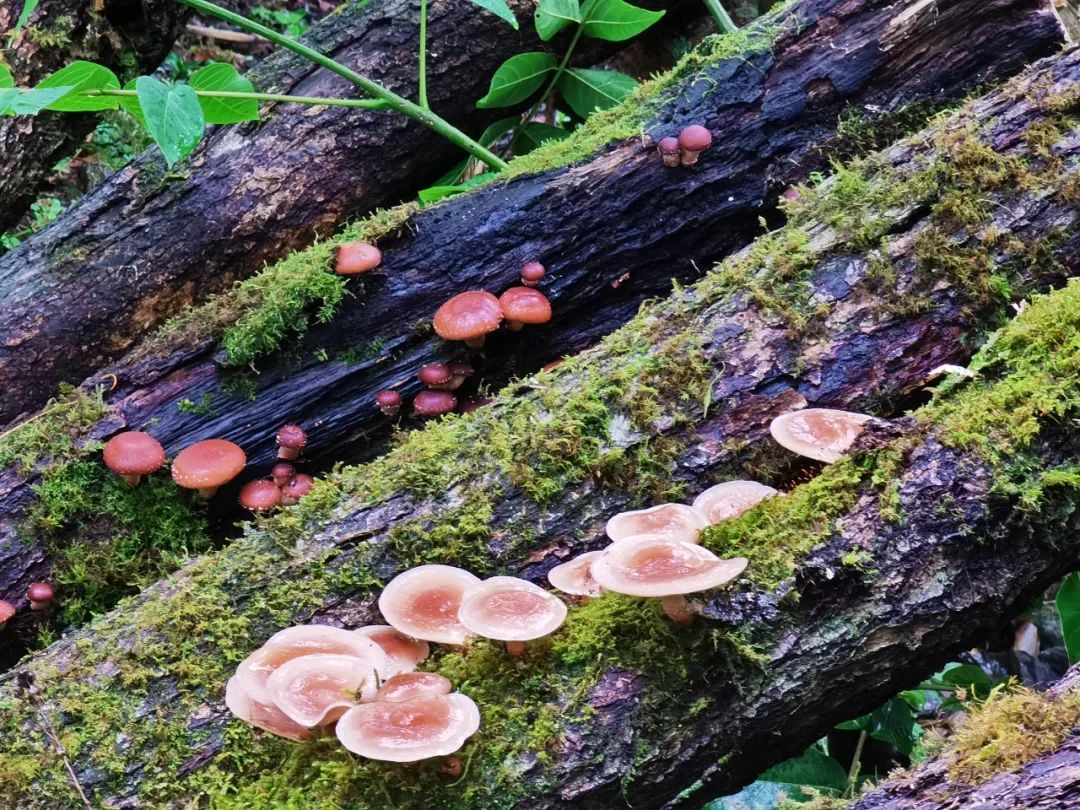树干上长出的菌类植物蘑菇图片-千叶网
