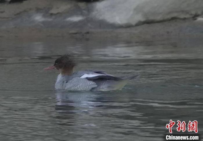 广东南岭发现45只中华秋沙鸭系国家一级保护动物