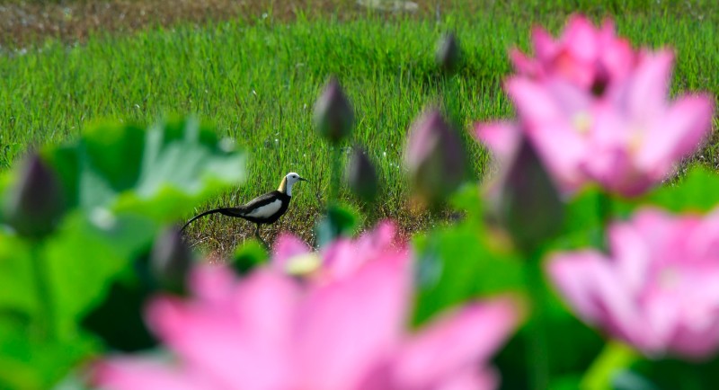 异龙湖国家湿地公园——花园鸟园1