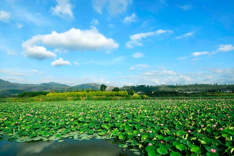 大美西岸湿地公园