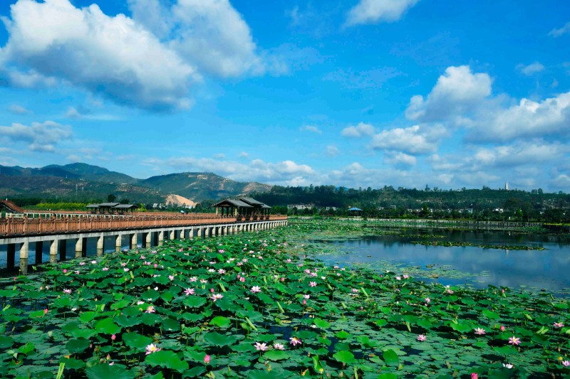 异龙湖西岸湿地