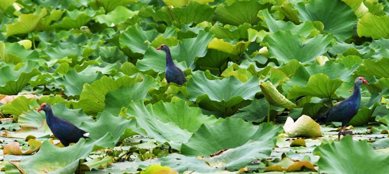 异龙湖生境好转，世界濒危物种紫水鸡在异龙湖繁衍生息：孔宾：摄