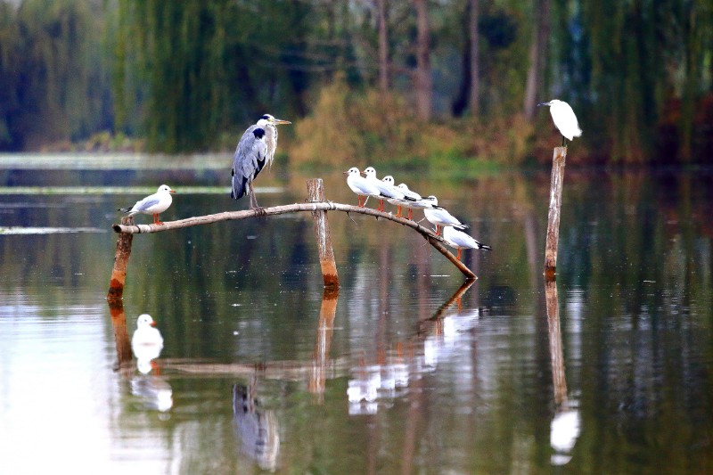 修复湿地后邛海成为鸟类的乐园--摄影：杨军13330976005