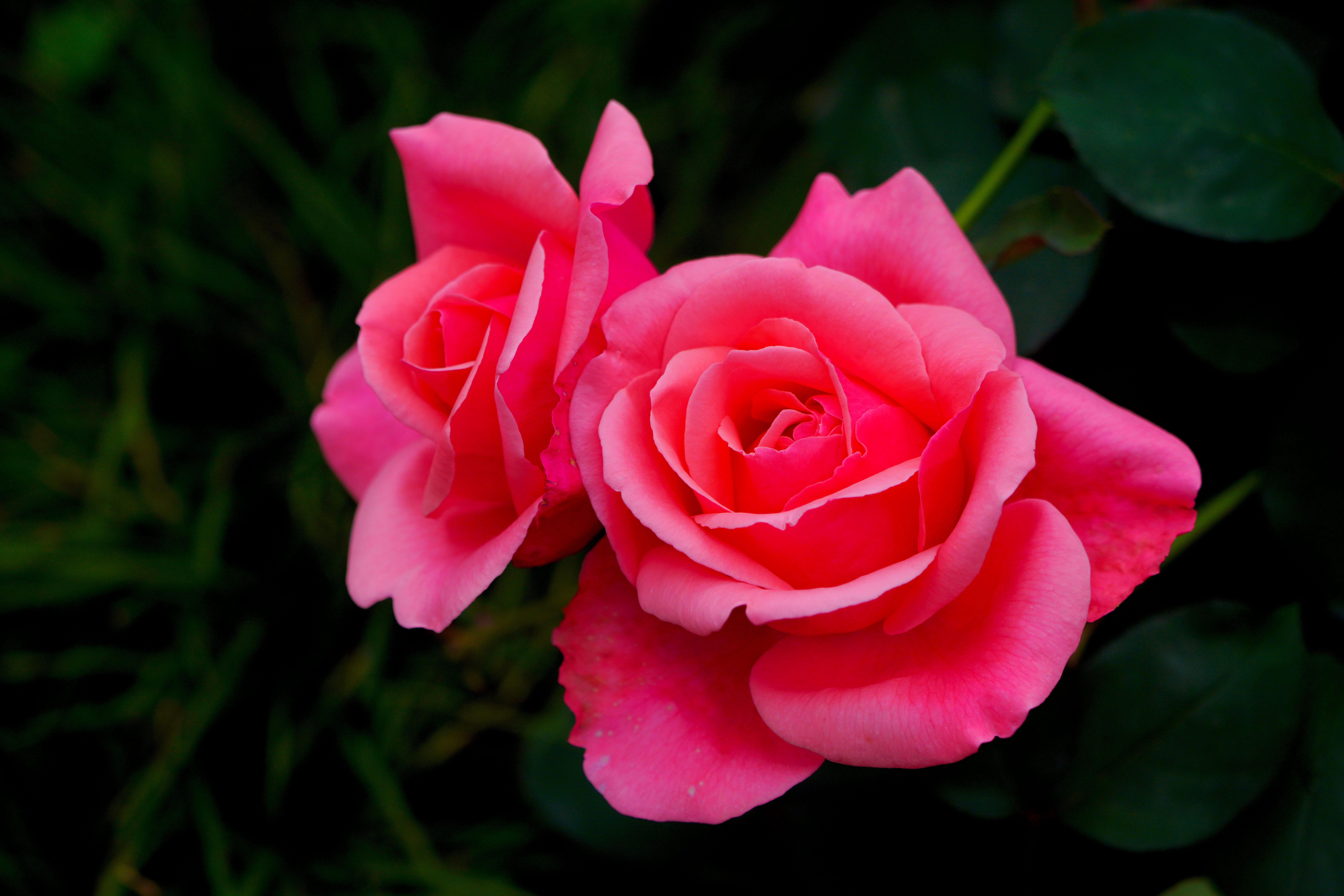花3