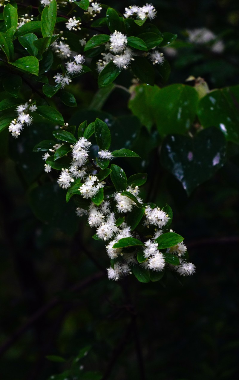DSC06364AA