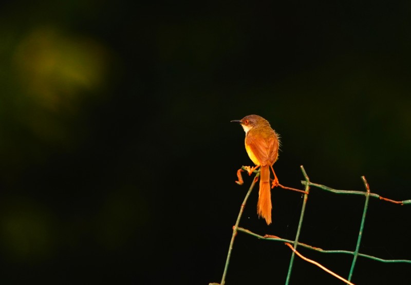 DSC00793a