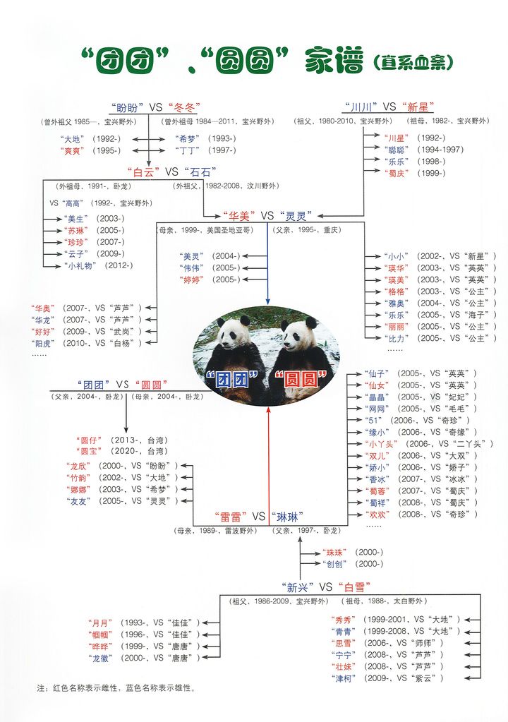 大熊猫“团团”“圆圆”家谱  许建军  马建博  制作