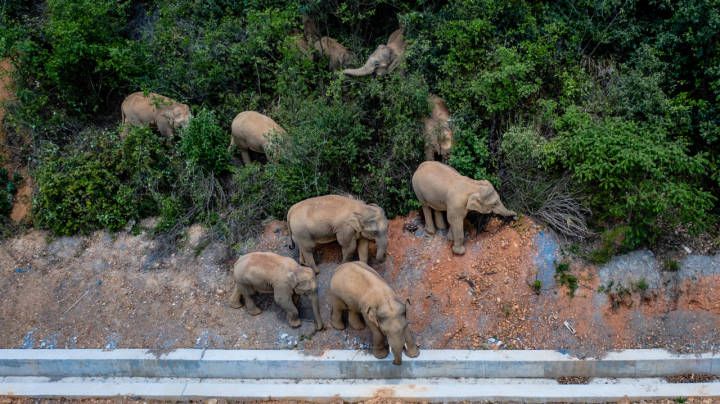 更新丨17头亚洲野象进入中科院西双版纳热带植物园内逛吃 