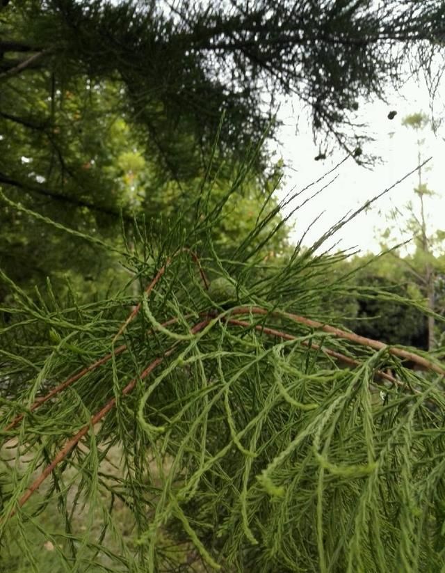 水松您认识吗它可是中国特有的树种呢