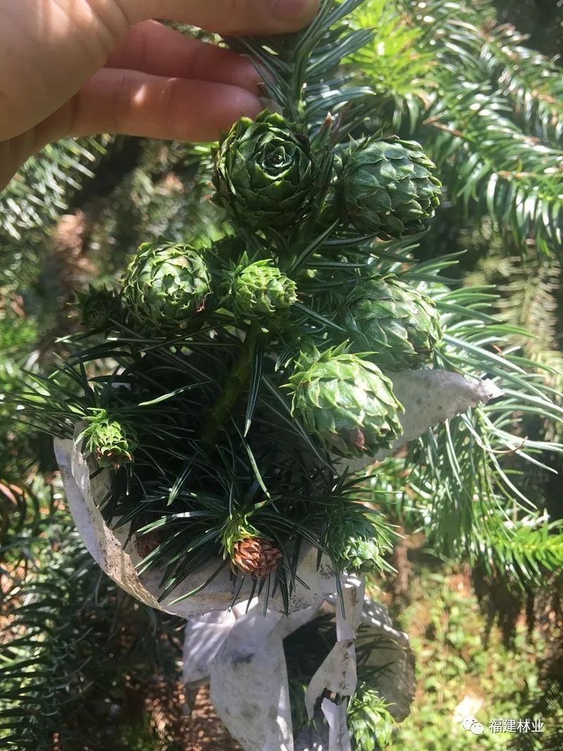 洋口林场扬帆起航开启中国杉木第4代育种新征程