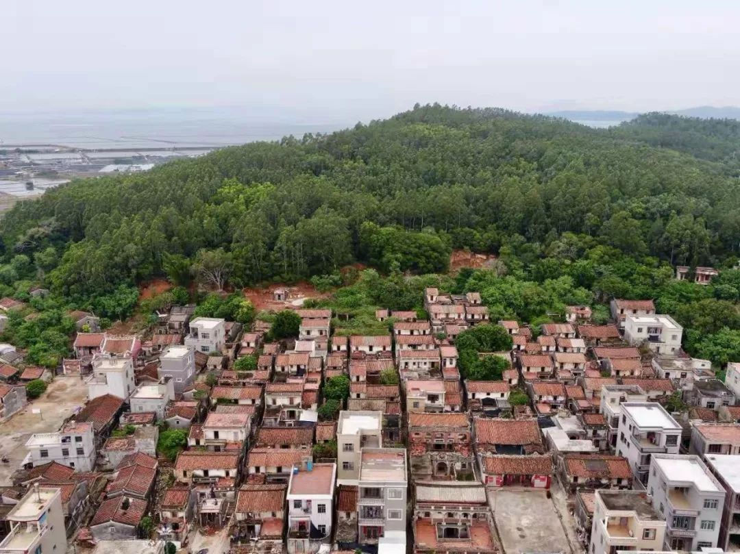 这是10月18日拍摄的东山县陈城镇港口村沿海防护林(无人机拍摄▲这