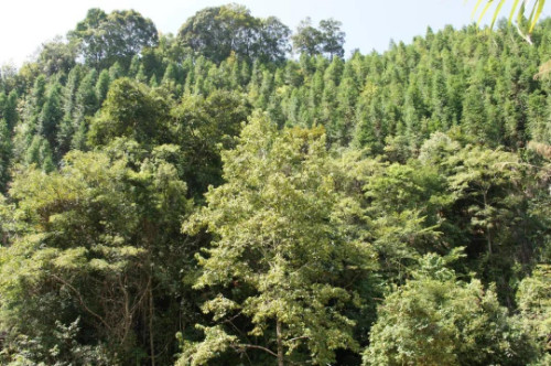 福建林业改革发展20年突出贡献集体 | 三明市沙县区林业局