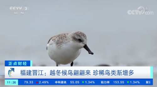 福建晋江:越冬候鸟翩翩来 珍稀鸟类渐增多 - 关注森林